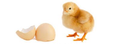 Projekt "Líhnutí kuřátek"