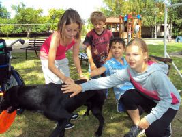 Zooterapie - ukázka výcviku psů