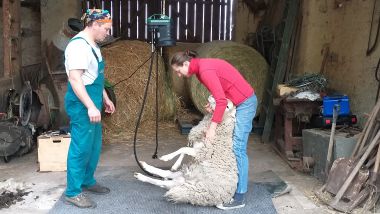 Návštěva zvířátek u rodiny Liškových - stříhání ovcí